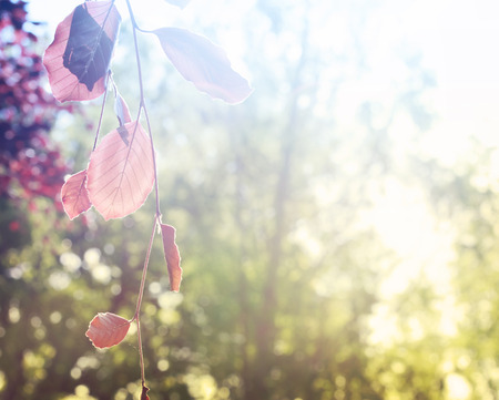 Red leaves foreground with blurred bright trees 