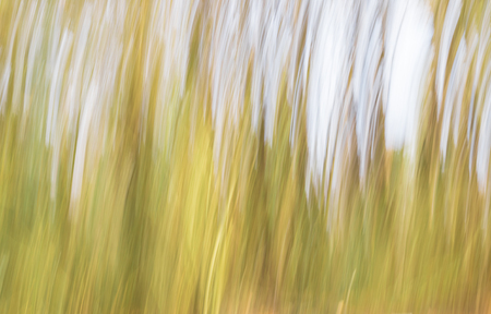 Abstract bright blurred green forest background textureの写真素材