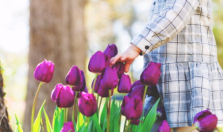 Toddler girl playing with purple tulips in her spring gardenの写真素材
