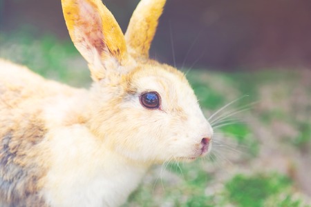 Wild rabbit in a summer fieldの写真素材