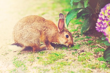 Wild rabbit in front of a hydrangea bushの写真素材