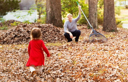 Toddler girl running to her father outside raking leaves in the fallの写真素材