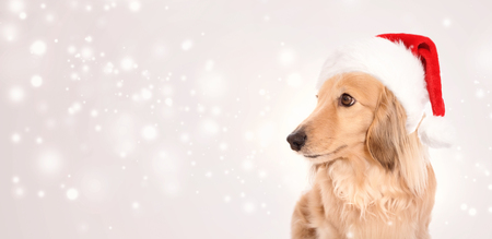 Dachshund dog wearing Santa hat in a snowy nightの写真素材