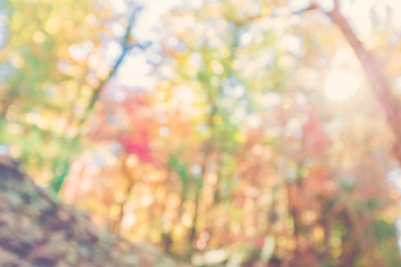 Blurred bright abstract autumn forest backround
