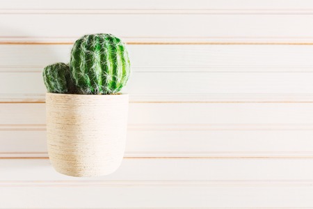 Potted cactus house plant on wooden tableの写真素材