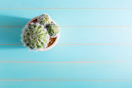 Potted cactus house plant on wooden tableの写真素材