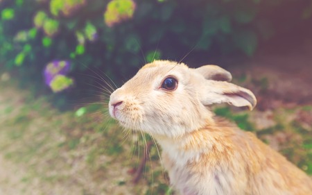 Wild rabbit in a summer fieldの写真素材