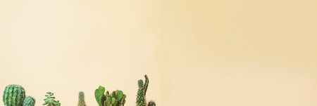 Cactus tops of many types on a muted yellow backgroundの写真素材