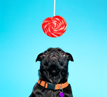 Black pug with lollypop on a blue backgroundの写真素材
