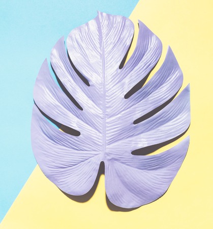Painted tropical monstera leaf with hard shadow on a split color backgroundの写真素材