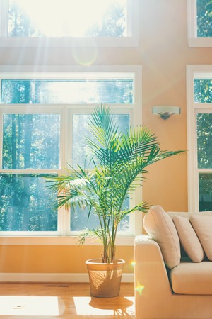 Indoor decorative tree in a large luxury interior homeの写真素材