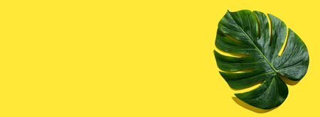 Tropical plant Monstera leaf overhead view flat lay Tropical plant Monstera leaf overhead view flat layの写真素材