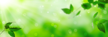 Fresh green leaves on a shiny backgroundの写真素材