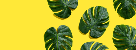 Tropical plant Monstera leaves overhead view flat layの写真素材