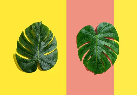 Tropical plant Monstera leaves on a split tone backgroundの写真素材