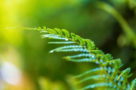 Fresh green leaves and branch of tree in the forest