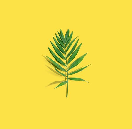 Small palm leaf from above - overhead viewの写真素材