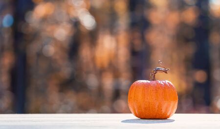 Small pumpkin outside on a fall forestの写真素材