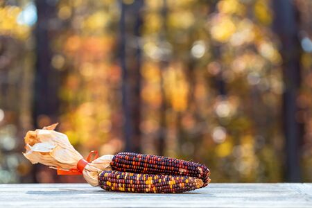 Ornamental corn on a fall forest background