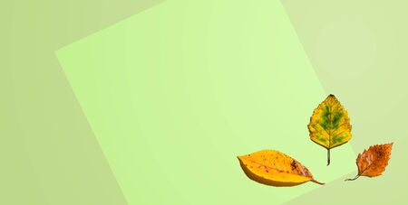 Autumn leaves from above - overhead view flat lay