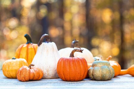 Variety of pumpkins outside on a fall forest backgroundの写真素材