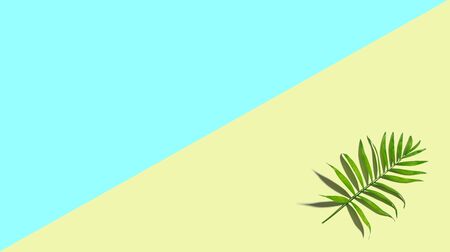 One palm leaf from above - overhead viewの写真素材