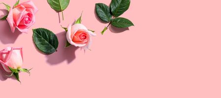 Pink roses with green leaves overhead view - flat layの写真素材
