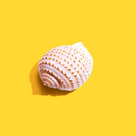 Summer concept with a seashell overhead view - flat lay