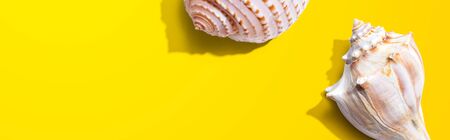 Summer concept with seashells overhead view - flat layの写真素材
