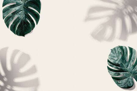 Tropical monstera leaf with shadow - flat layの写真素材