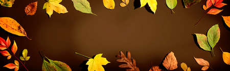 Colorful autumn leaves overhead view - flat lay