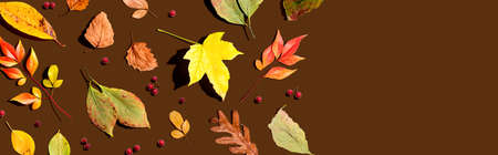 Colorful autumn leaves overhead view - flat lay
