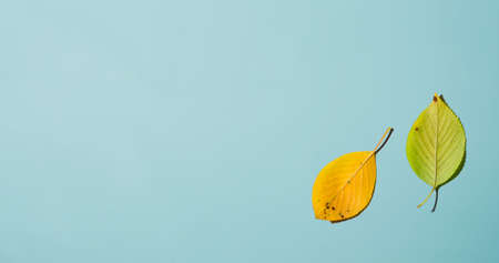 Autumn leaves from above - overhead view flat layの写真素材