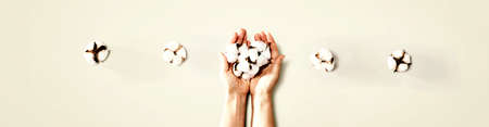 Female hands holding cotton flowers - flat layの写真素材