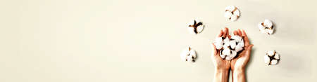 Female hands holding cotton flowers - flat layの写真素材