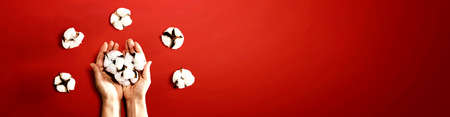 Female hands holding cotton flowers - flat layの写真素材