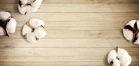 White cotton flowers - overhead view flat layの写真素材