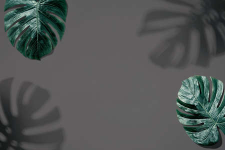 Tropical monstera leaf with shadow - flat layの写真素材