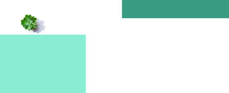 Succulent plant in a pot from aboveの写真素材