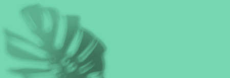 Shadow background of tropical monstera leafの写真素材