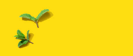 Fresh mint leaves overhead view