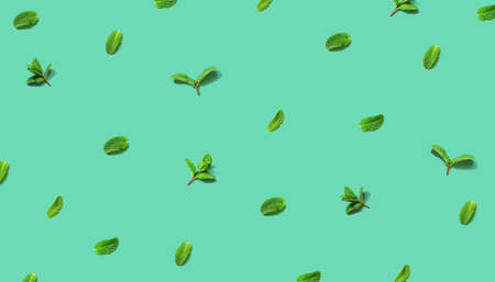 Fresh mint leaves overhead viewの写真素材