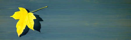 Autumn yellow leaf with shadowの写真素材