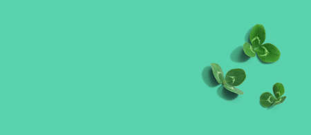 Clover leaves - St. Patricks Day