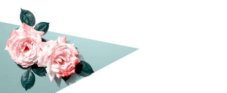 Pink roses with green leavesの写真素材