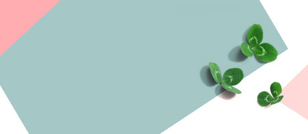 Clover leaves - St. Patricks Dayの写真素材