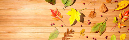 Colorful autumn leaves overhead view