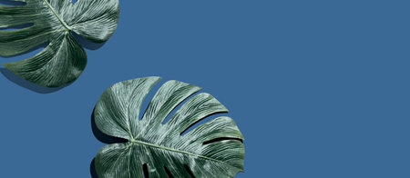 Tropical monstera leaves from above with shadowの写真素材