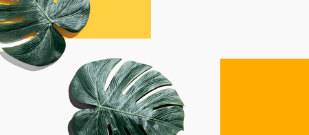 Tropical monstera leaves from above with shadowの写真素材