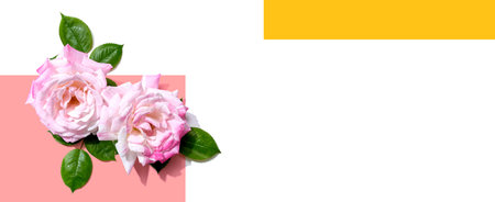 Pink roses with green leavesの写真素材